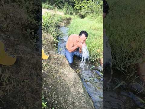 Águas refrescante e cristalina do riozinho do interior paulista SP #shot #riacho #nature