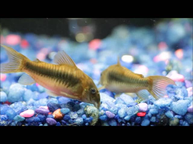 Bronze corydoras in my 'crystal blue' fish tank