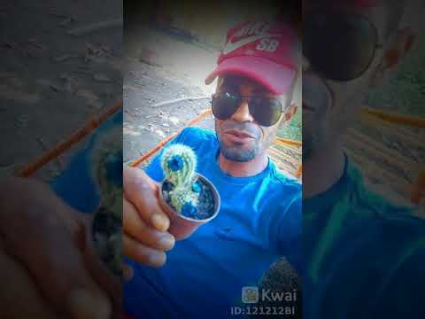 Flor Azul video