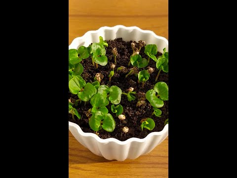 How to grow pomegranate tree from seeds at home #growing_pomegranate_plant_from_seeds