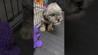 Video preview image #1 French Bulldog Puppy For Sale in Boca Raton, FL, USA