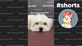 Maltese Puppy | The First Haircut Since I Was Born