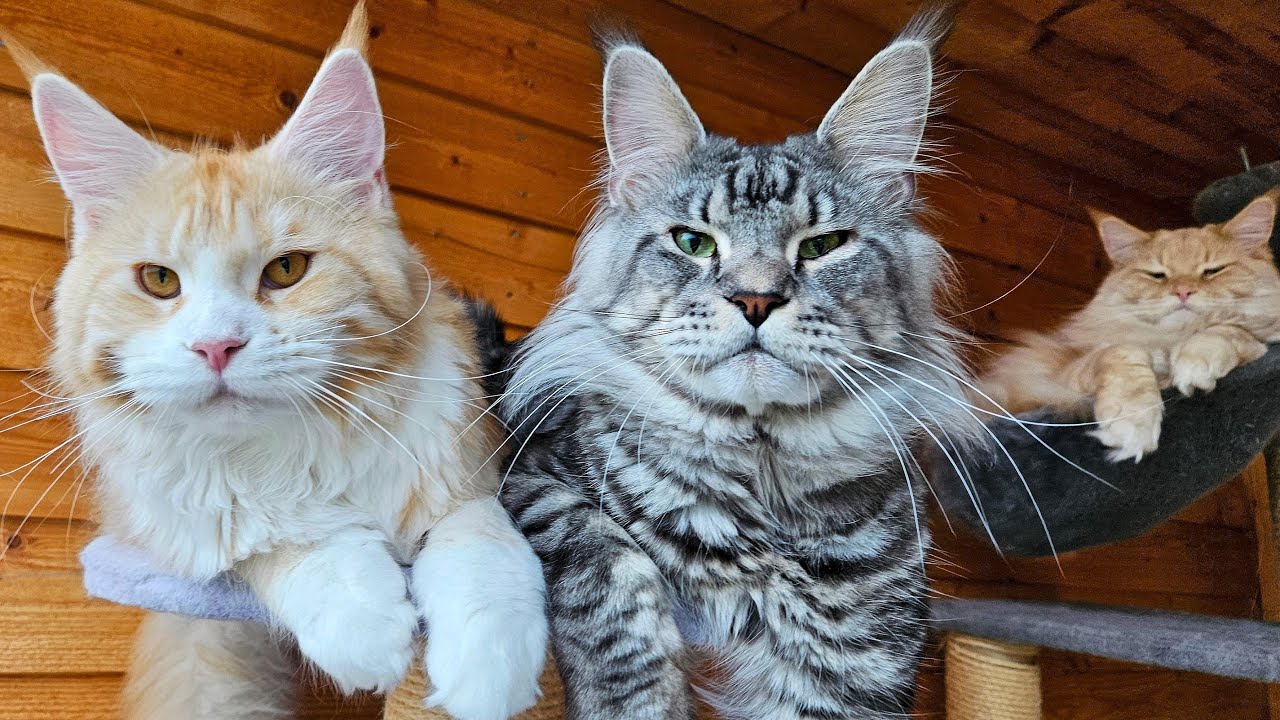 A Relaxing Day With 5 Maine Coon Cats