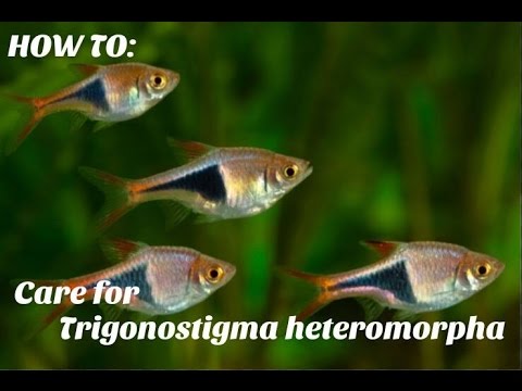 Harlequin rasbora — HOW TO care guide