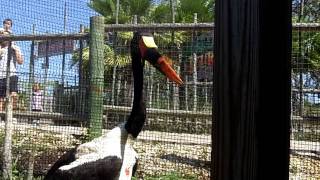 preview picture of video 'African Saddle Billed Storks Fight to the Death.'