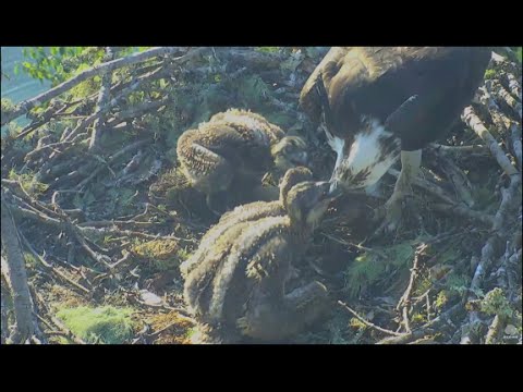 Hog Island Maine Osprey Cam ~ Steve Delivers Live Fish 6.25.16