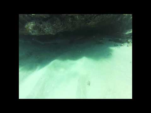 White tip reef shark hiding in Hawaii