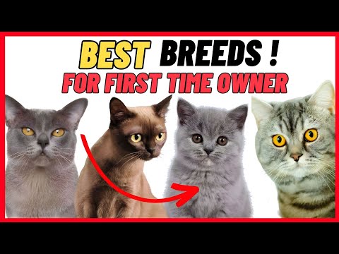 10 Best Cat Breeds For First Time Owners - Beginners !
