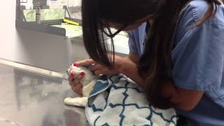 cleo's little scratch.MOV