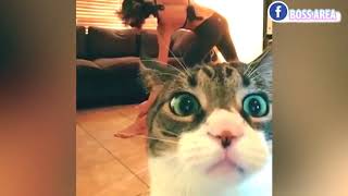 Những con mèo lầy lội - The boss