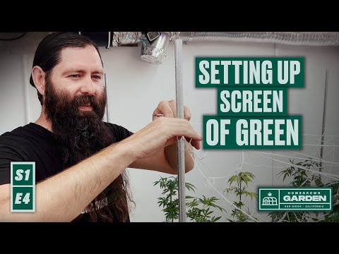 S1|E4 How To SCROG, Installing our Screen Of Green Trellis | Homegrown Cannabis Co. Garden