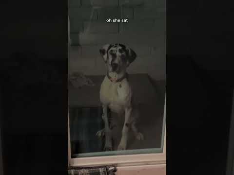 Is My Puppy Is A Skinwalker ?? 🐶🧍 w OnlyJayus - #Shorts