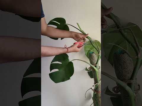 let's propagate monstera #monstera #propagate #plants #soil #water #roots #areal #cutting #plants