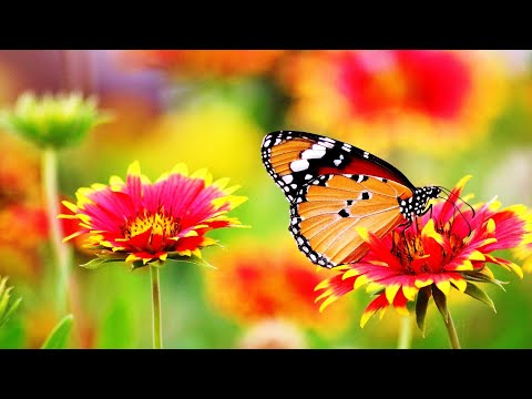 Beautiful Flowers / Amazing Flowers / Nature Video / Relaxing Music