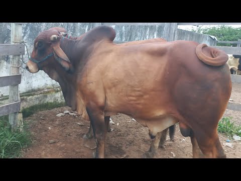 Feira de gado. Só as pareias de boi em Dois Riachos Alagoas 03/06/26#nordeste
