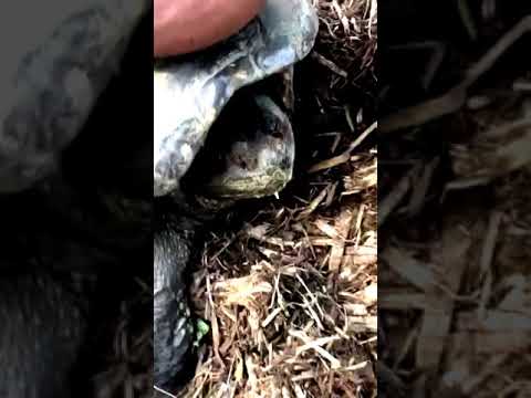 jockey call the turtle LULU🐢🐢🐢🐢🐢🐢