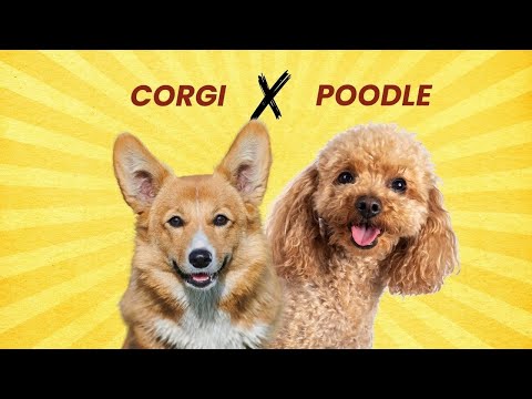 Corgi Doodle