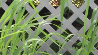 Our Last Summer Alone: Múm Moon Pulls