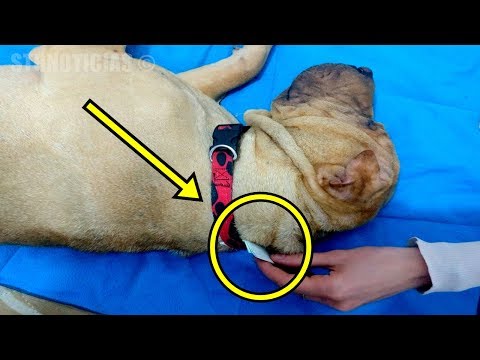 Misterioso perro duerme en casa de la mujer todos los días, entonces descubre una nota en su collar. Video