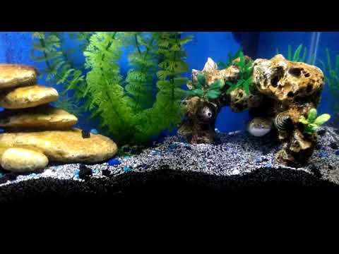 Figure 8 Puffer care and how to setup a tank that runs like a well oiled machine for years!