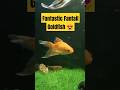 Fantastic Fantail Goldfish Shorts Aquariumshort Pet Animal Fishtankshort Viral Newfishtank