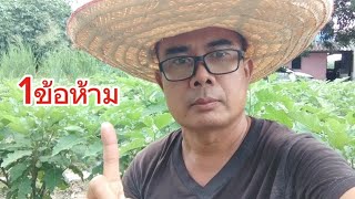 ปลูกมะเขือมี1ข้อห้าม