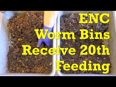 215-day European nightcrawler bins get 20th feeding after 12 days- vermicompost