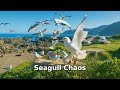 ️ Seagulls Gone Crazy Feeding Frenzy By The Ocean