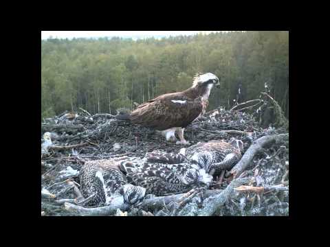 Three Osprey Chicks in a Nest, 2012