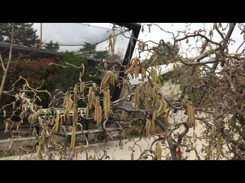 What's Blooming Tour: Contorted Filbert