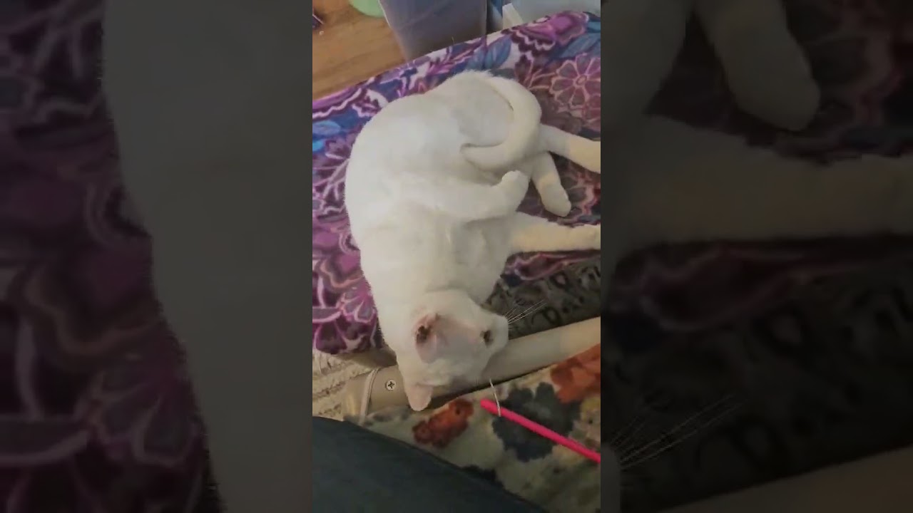 Enlarge Emerson - Lap Cat, a ADOPTABLE Domestic Short Hair in Rochester, NY video 6/6