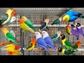 Lovebird Cage Making Video |How To Make Birds Aviary |Bird's Breeding   Aviary In Canada Parrot Farm