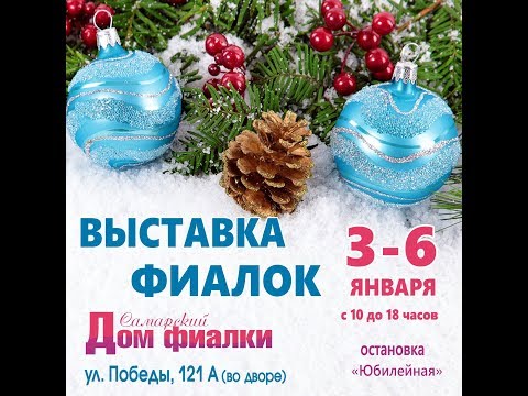 ВЫСТАВКА ФИАЛОК 3-6 января,Самарский Дом фиалки.