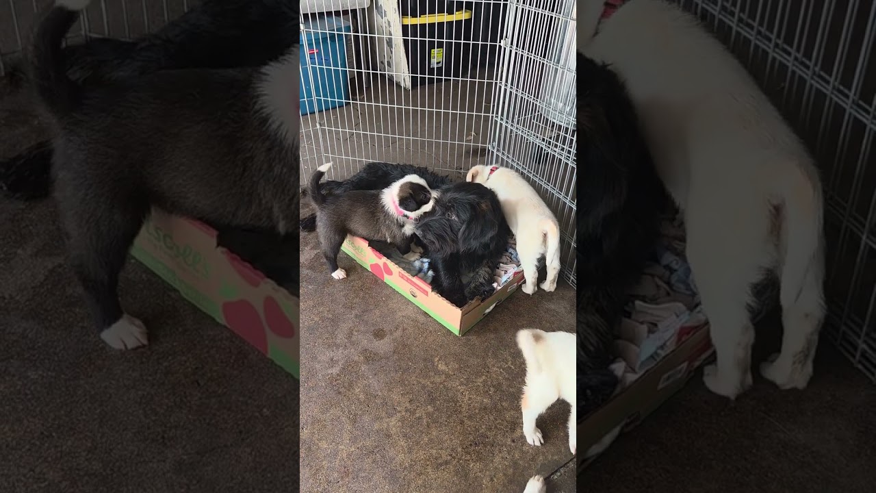 Enlarge Andy, a Adoptable mixed breed in Saint Paul, MN video 2/6