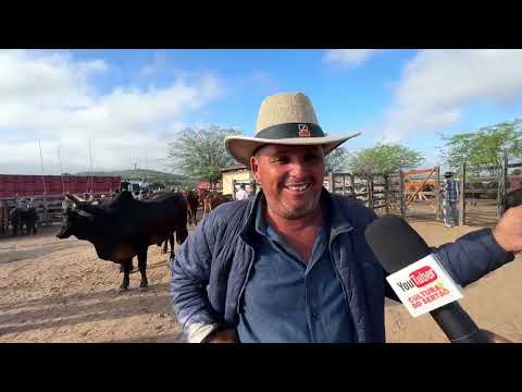 Feira de Gado em Senador Rui palmeira - AL 14 - 07 - 2026 #nordeste 