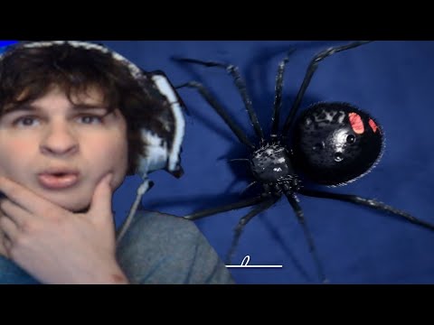 The fantastic anatomy of spiders - all you have to know | fanof reacts