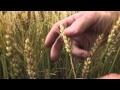 Wheat School- Timing Pre Harvest Glyphosate Application In Wheat