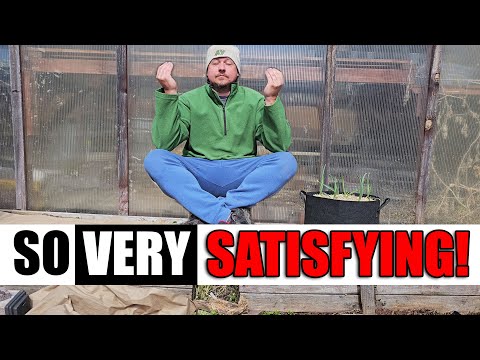 Growing Zucchinis The Right Way Part 1 of 3