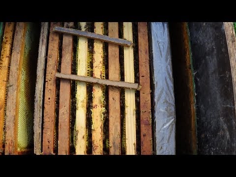 Едрён компот и иммунитет пчелы на пасике