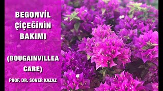 Begonvil Bakımı, Bougainvillea Care, Neden Çiçek Açmaz, Nasıl Çoğaltıl
