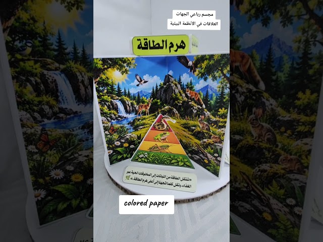 مجسم تعليمي- أربع جهات / العلاقات في الأنظمة البيئية