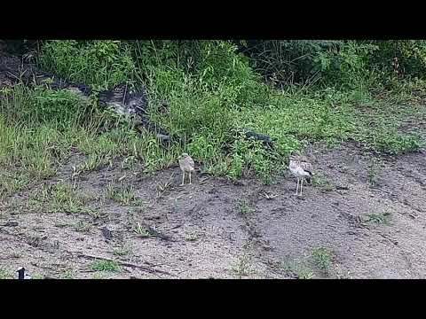 Djuma: Water Thick-knees and Blacksmith Lapwings - 16:50 - 01/30/2022