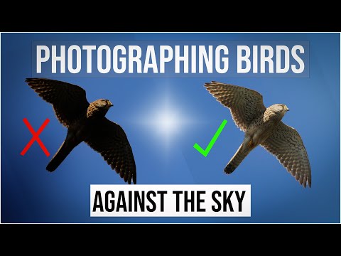 Bird photography, Photographing birds against the sky. Why are my pictures dark.