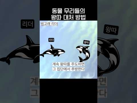 동물 무리들의 놀라운 왕따 대처 방법🐬.jpg