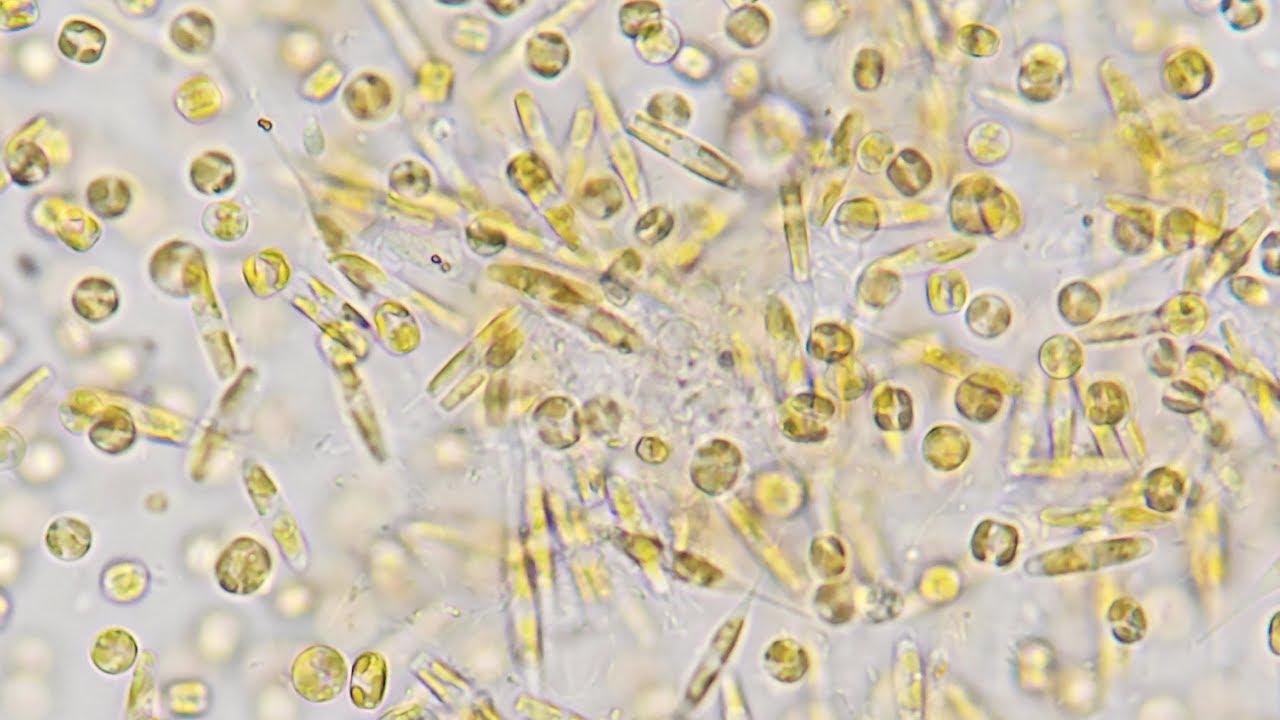 The KMAP Global Ocean Gene Catalog 1.0 | Frontiers in Science