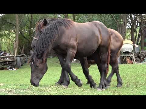 Caii lui Cipri de la Borsa, Cluj - 2023 Nou!!!