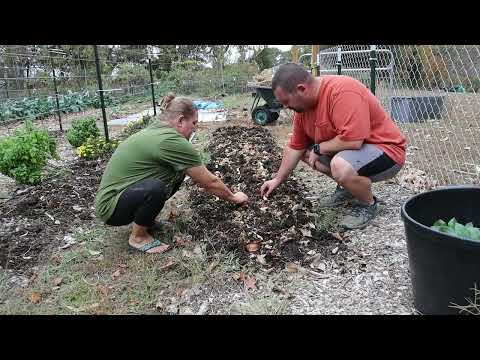 Planting 2024 Garlic Harvest - Fall 2023 #garlic #plantinggarlic