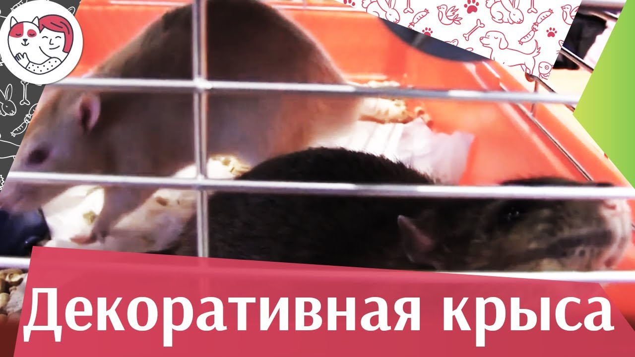 Декоративные крысы Питание на ilikepet