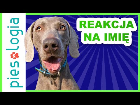 How to teach a dog to respond to its name?