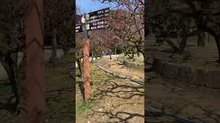 高岡古城公園　梅を見ながら散歩